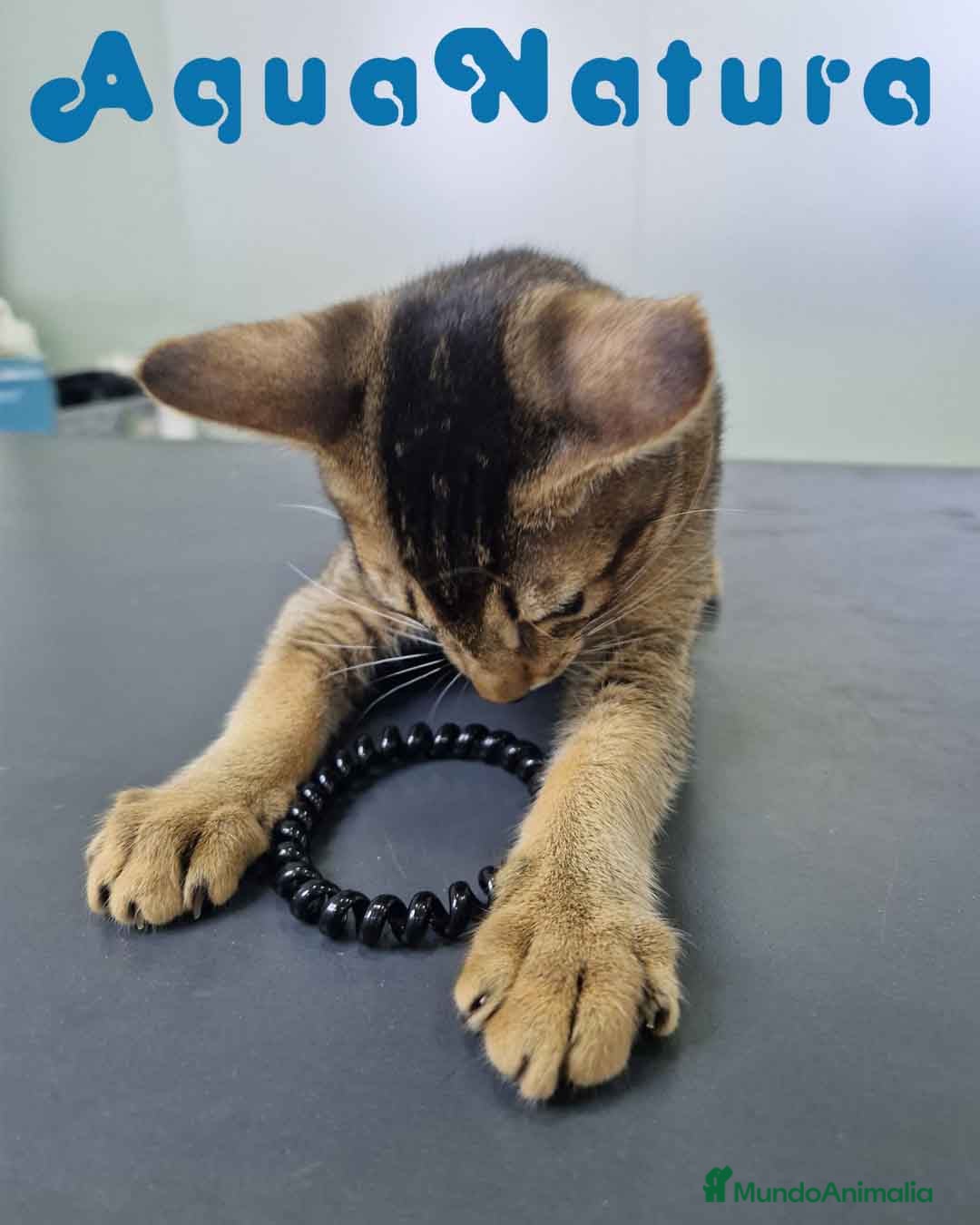 Abisinio gatos en venta: Abisinio Macho de Santa 1834 AQUANATURA - Imagen 2