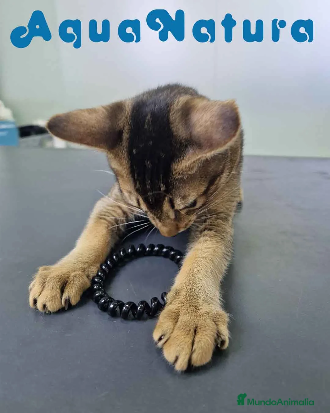 Abisinio gatos en venta: Abisinio Macho de Santa 1834 AQUANATURA - Anuncio 2