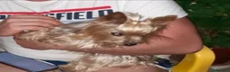Yorkshire Terrier perros en venta: Yorkshire terrier toy - Anuncio 3
