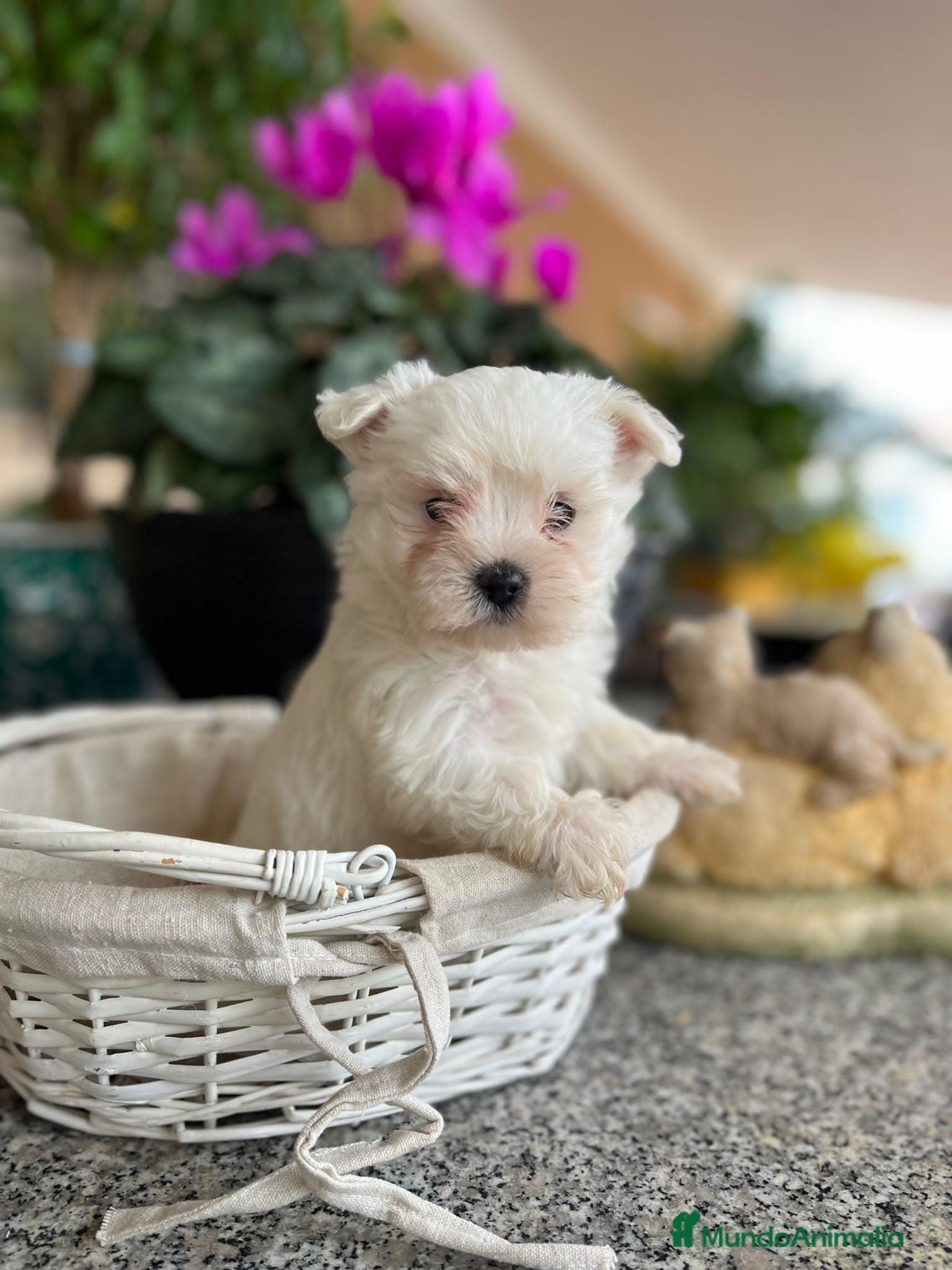 Bichón Maltés perros Cachorros de bichon maltes  en Murcia - Anuncio 1
