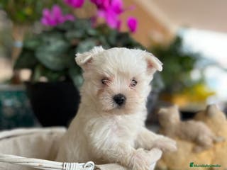Bichón Maltés perros Cachorros de bichon maltes en Murcia - Anuncio 1