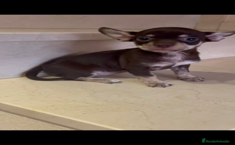 Chihuahua perros - Propaganda 3