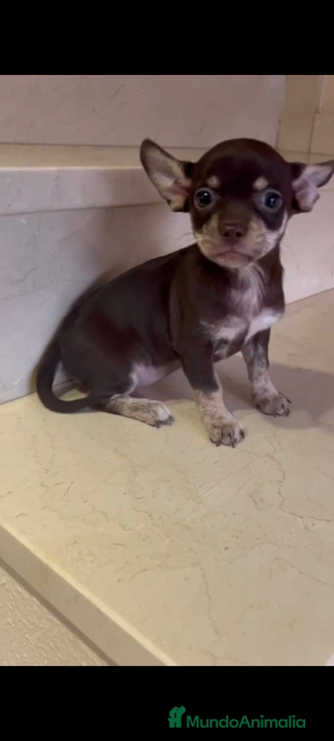 Chihuahua perros en venta: Hembra chihuahua chocolate  - Imagen 1
