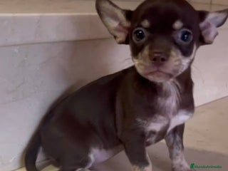 Chihuahua perros - Anuncio 29