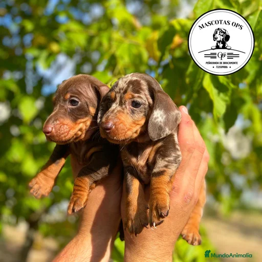 Imagen de galería {{count}}