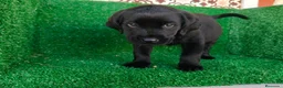 Labrador Retriever perros en venta: labrador retriever - Anuncio 15