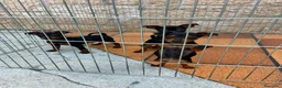 Pinscher Miniatura perros en venta: Pincher Miniatura  - Anuncio 6
