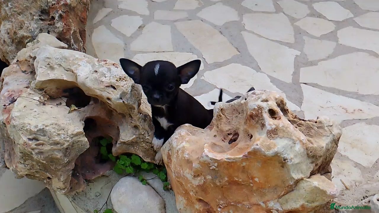 Chihuahua perros Chihuahua ((último))) - Anuncio 1