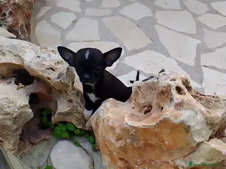 Chihuahua perros Chihuahua ((último))) - Anuncio 19