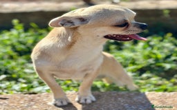 Chihuahua perros en venta: Chihuahua  - Imagen 8