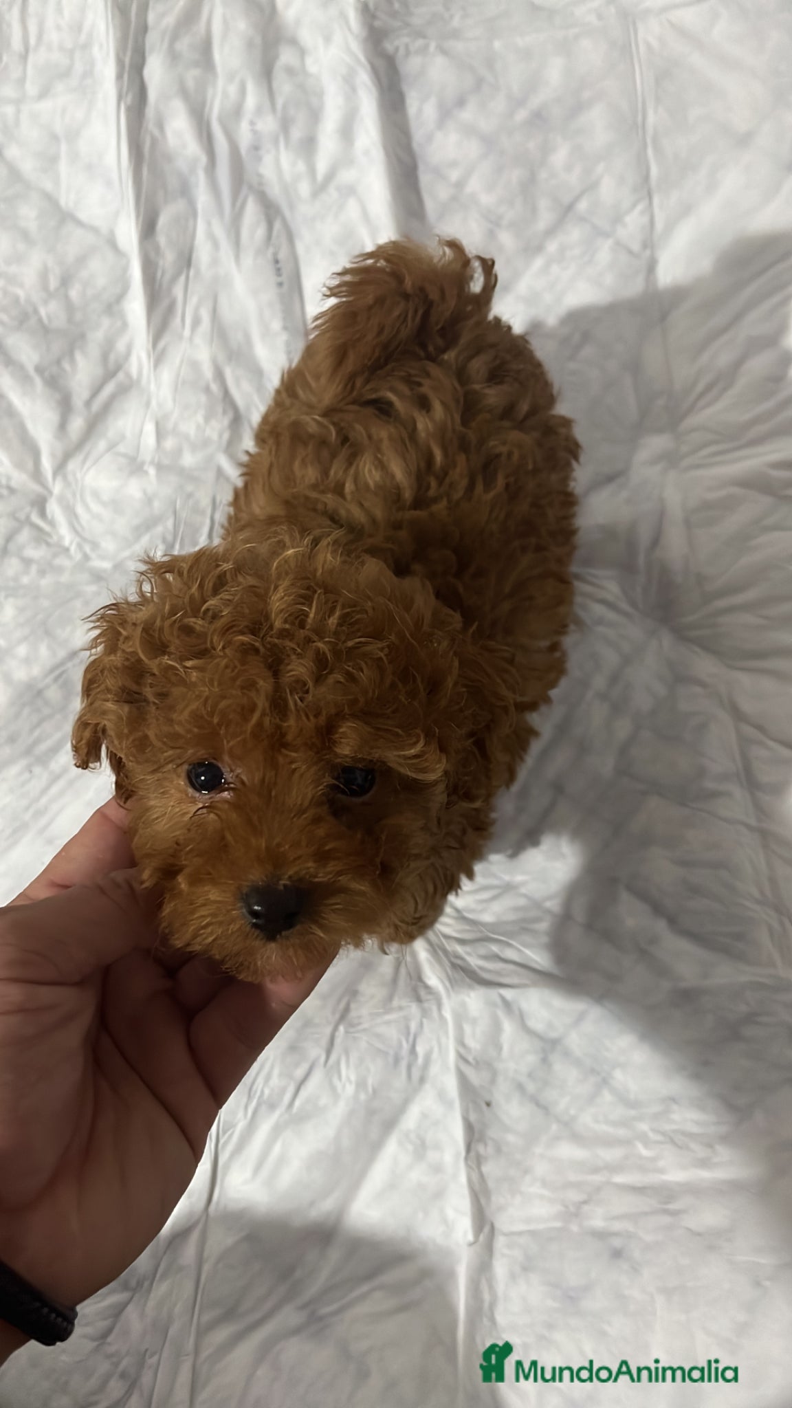 Caniche Toy perros CANICHES PRECIOSOS FOTOS REALES - Anuncio 1