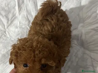 Caniche Toy perros CANICHES PRECIOSOS FOTOS REALES - Anuncio 1