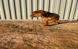 Pinscher Miniatura perros en venta: Pinscher miniatura hermbra chocolate  - Anuncio 7