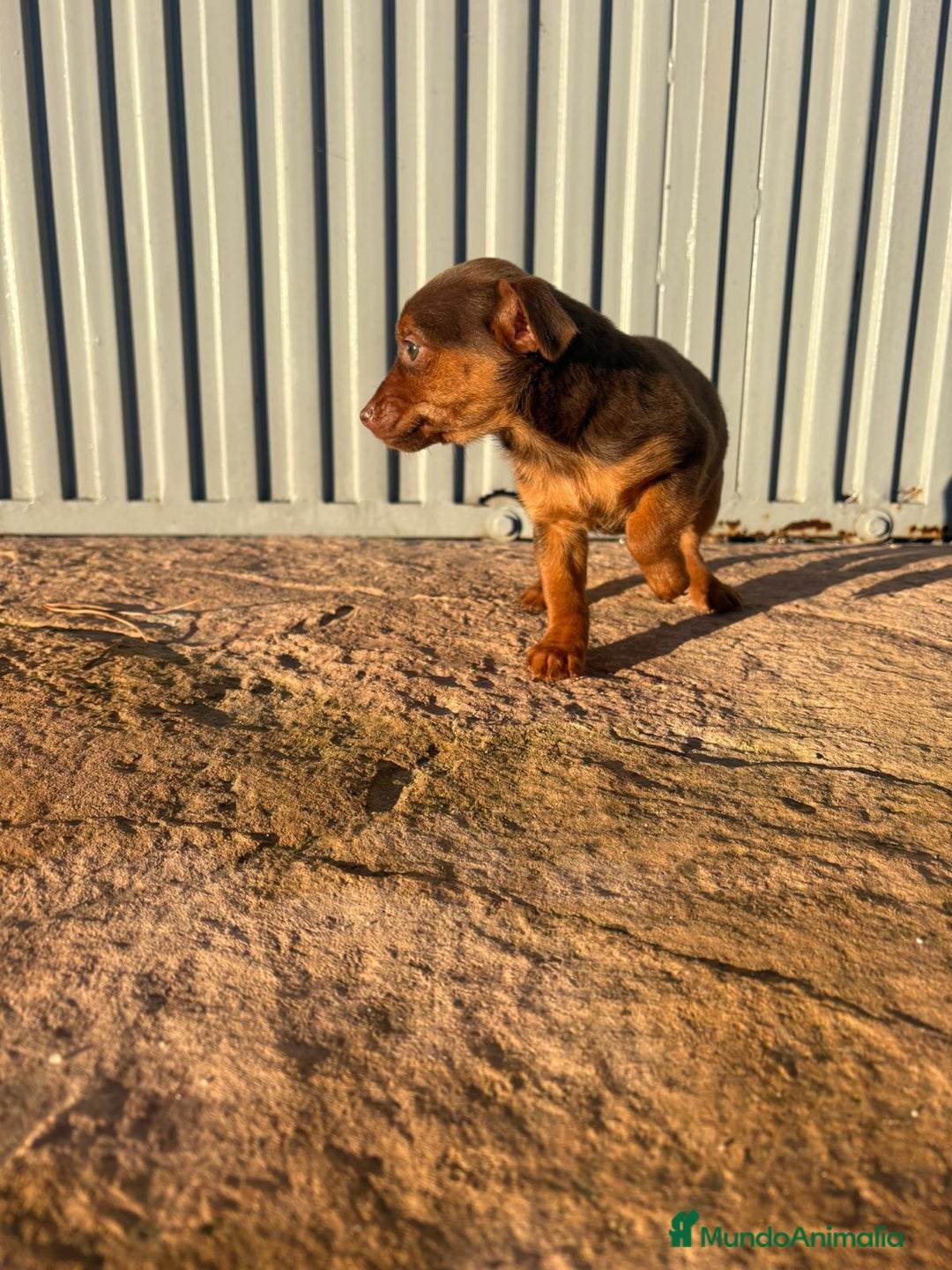 Pinscher Miniatura perros en venta: Pinscher miniatura hermbra chocolate  - Anuncio 7