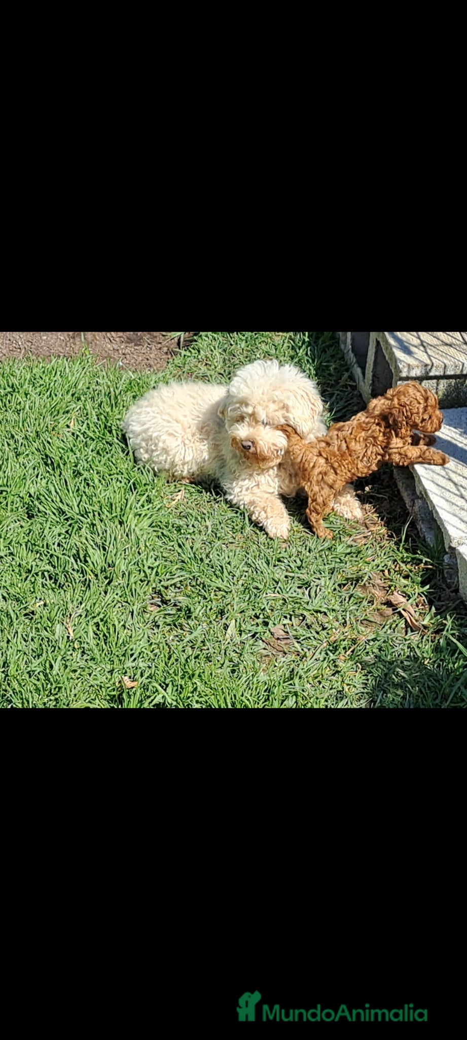Caniche Toy perros Canichito toy  - Anuncio 1