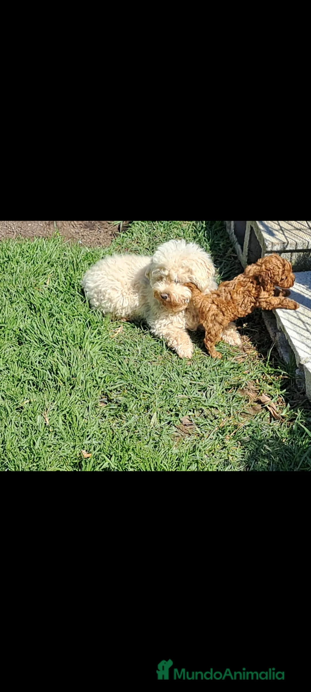 Caniche Toy perros en venta: Canichito toy  - Anuncio 1