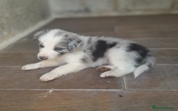 Border Collie perros en venta: BORDER COLLIE - Imagen 6