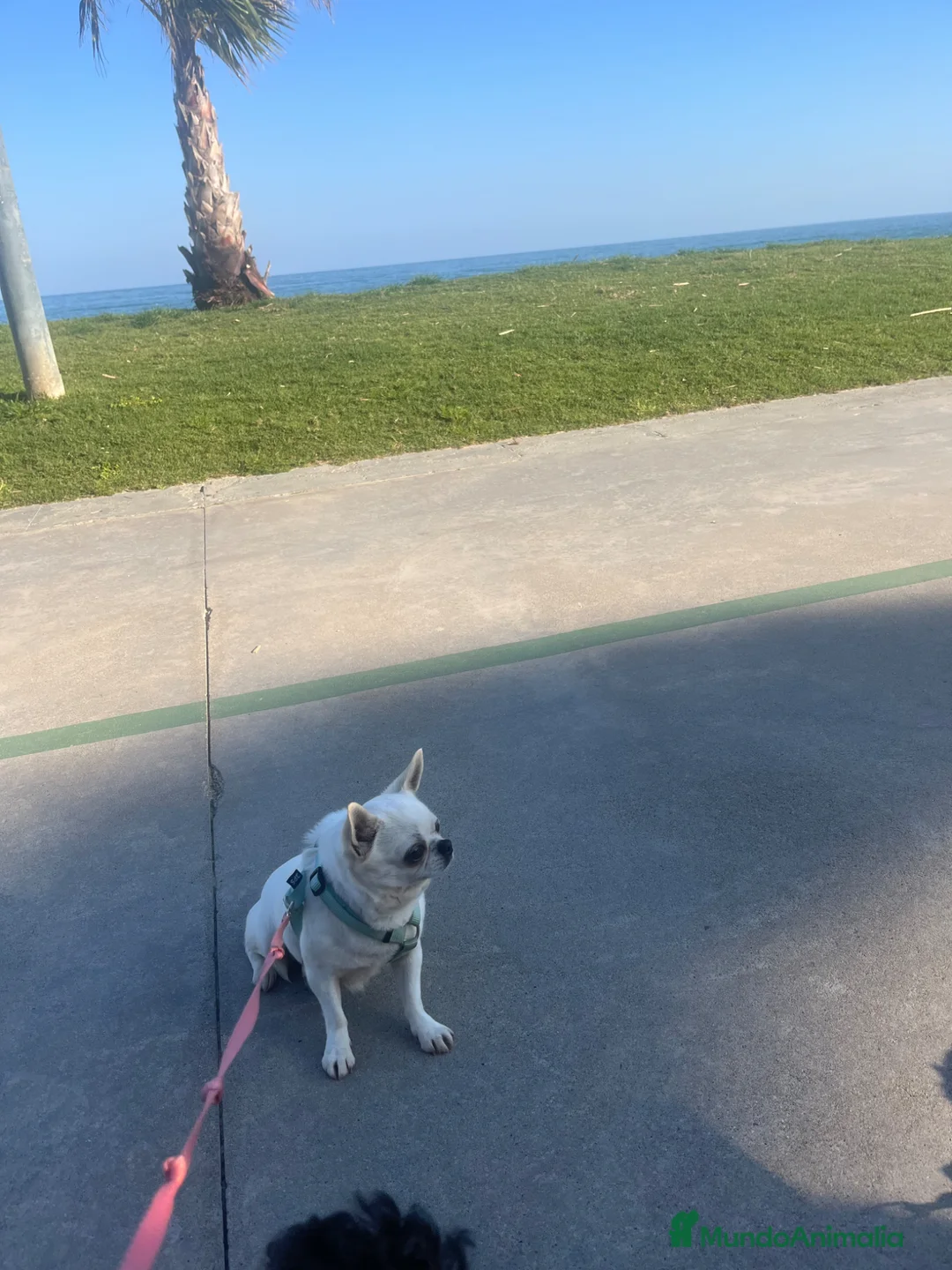 Chihuahua perros en venta: Chihuhua adulta  - Anuncio 4