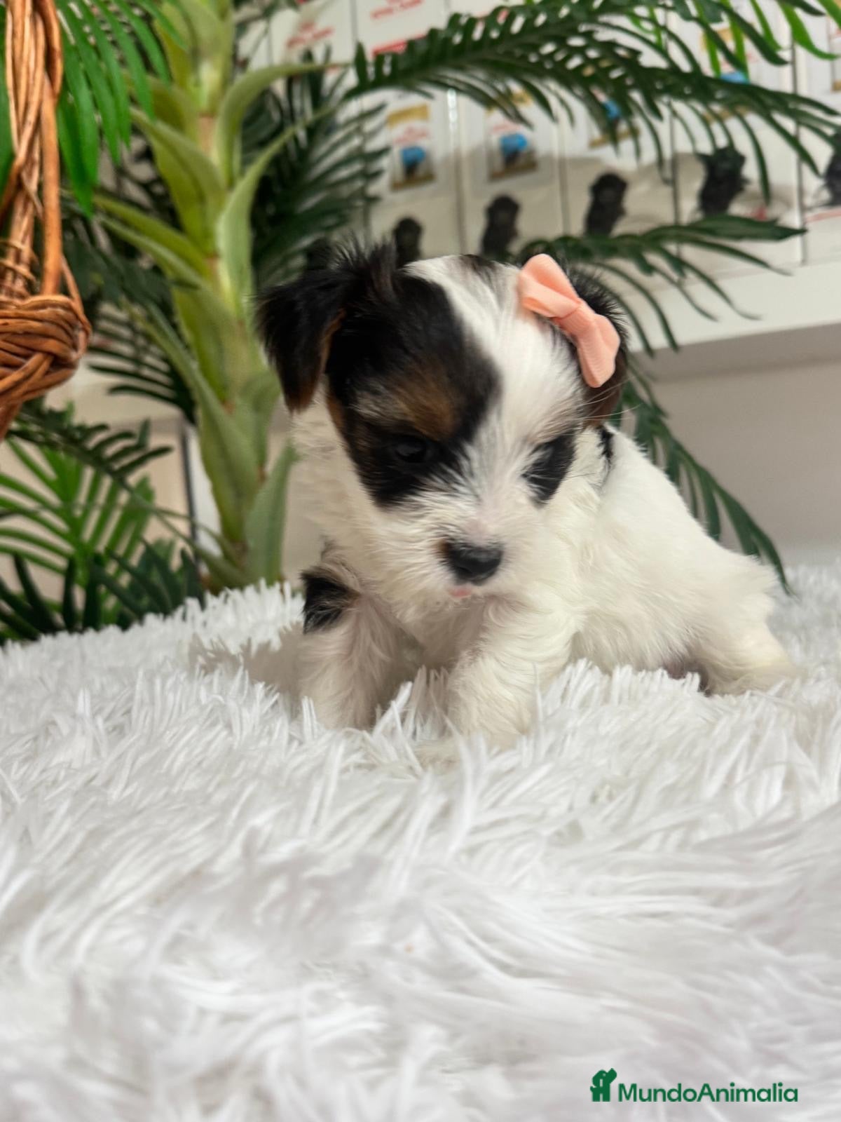 Yorkshire Terrier perros YORKSHIRE BIEWER - Anuncio 1