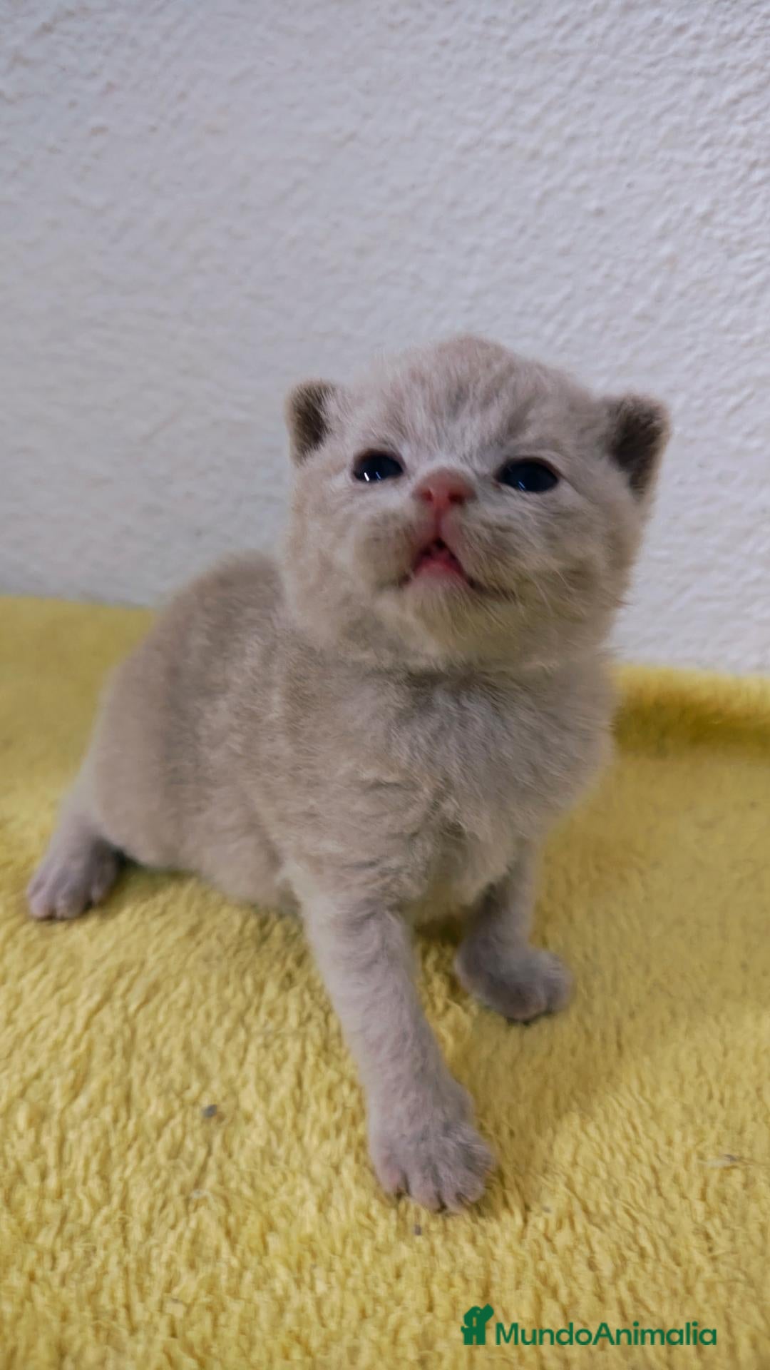 Británico de Pelo Corto gatos en venta: Gato British Shorthair  - Anuncio 2