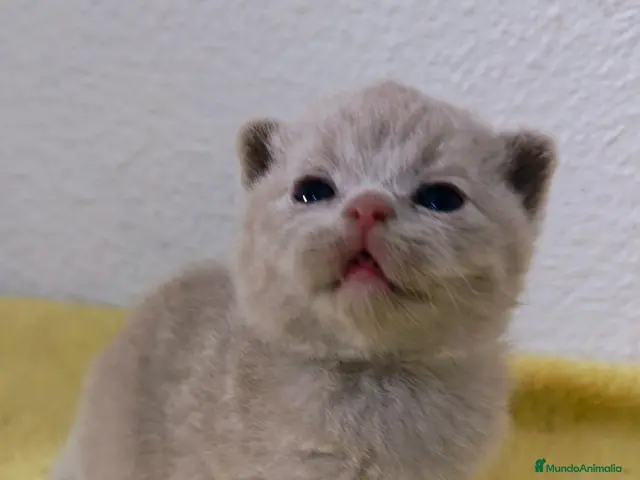 Británico de Pelo Corto gatos en venta: Gato British Shorthair - Anuncio 2