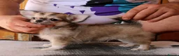 Chihuahua perros en venta: Machito de pelo largo - Anuncio 5