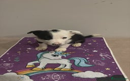 Border Collie perros en venta: Border collie  - Imagen 10