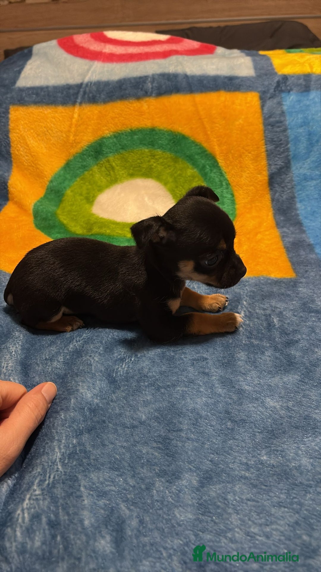 Pinscher Miniatura perros en venta: Pinscher miniatura tricolor - Anuncio 16