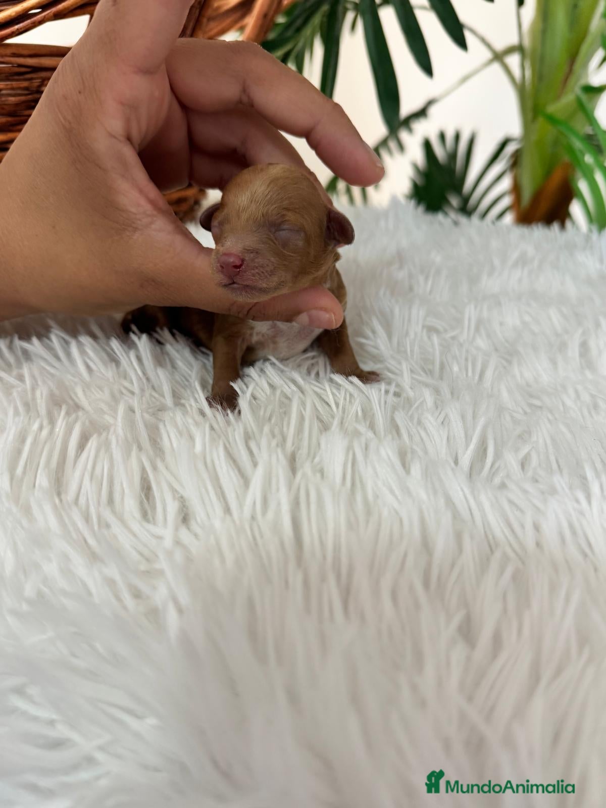 Caniche Toy perros CANICHE TOY ROJO - Anuncio 1