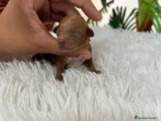 Caniche Toy perros CANICHE TOY ROJO - Anuncio 1