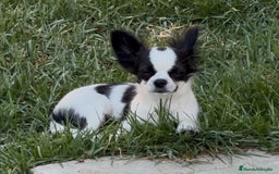 Chihuahua perros en venta: Chiuahua de pelo largo - Imagen 2