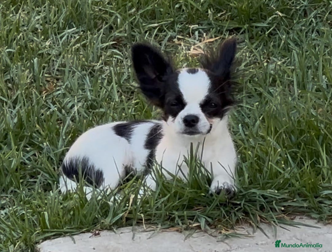 Chihuahua perros en venta: Chiuahua de pelo largo - Imagen 2