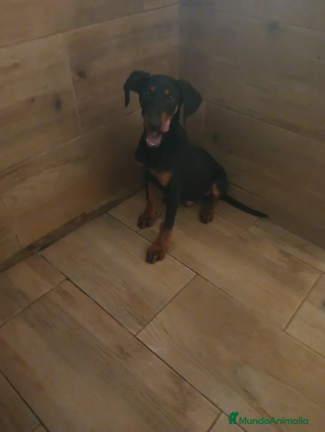 Dobermann perros en venta: Dobermann - Anuncio 5