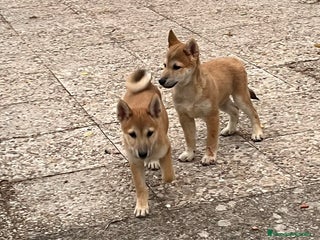 Shiba Inu perros - Anuncio 3