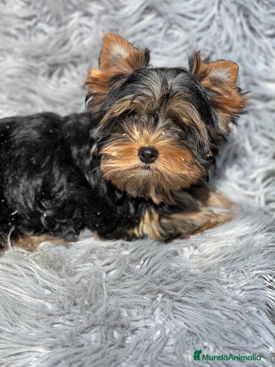 Yorkshire Terrier perros en venta: Yorki mini  - Imagen 4