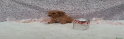 Caniche Toy perros en venta: PRECIOSOS CANICHE  ROJO LINEA TOY  - Anuncio 7
