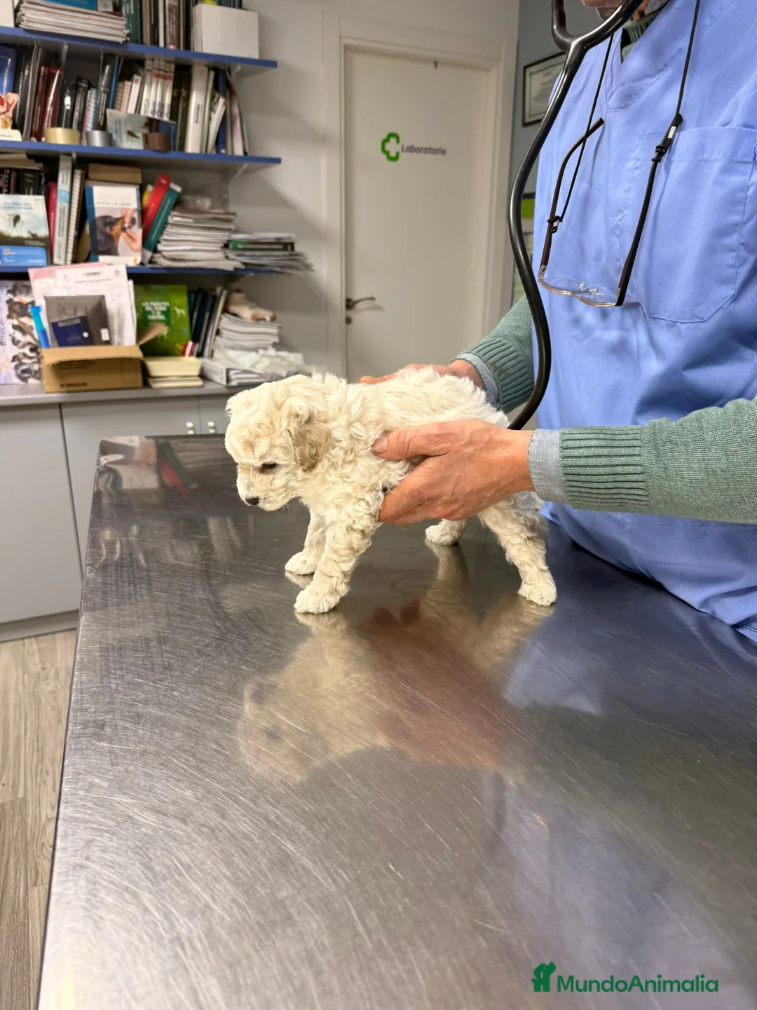 Caniche Enano perros en venta: CANICHES - Anuncio 6