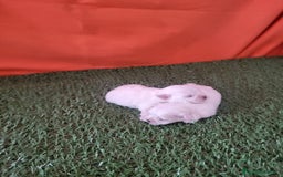 Bichón Maltés perros en venta: Bichon Maltés  - Imagen 4