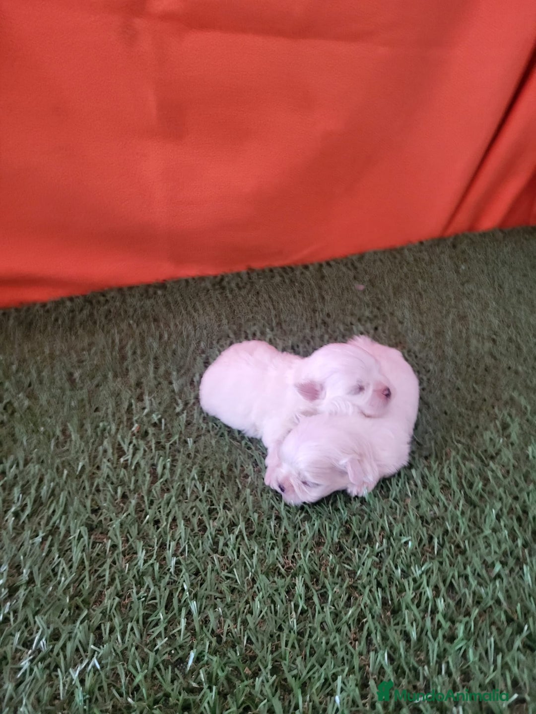 Bichón Maltés perros en venta: Bichon Maltés  - Imagen 4
