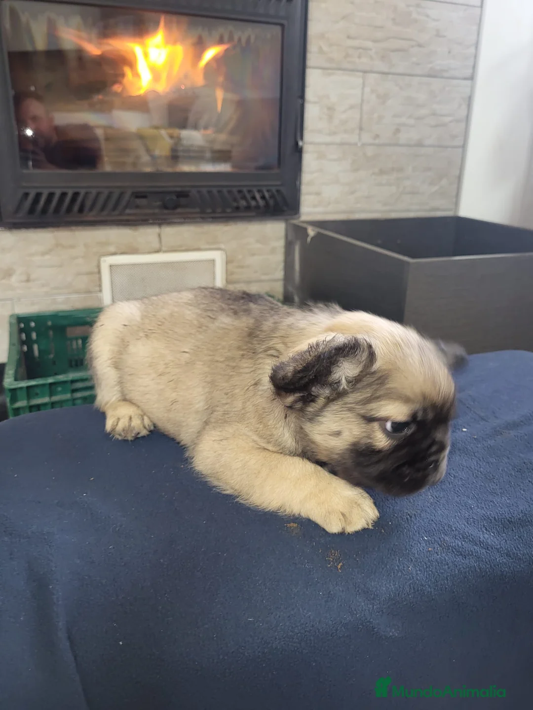 Bulldog Francés perros en venta: Cachorros de Bulldog frances fluffy macho y hembra - Anuncio 10