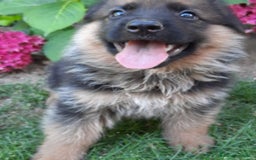 Pastor Alemán perros en venta: Pastores alemanes  - Imagen 8
