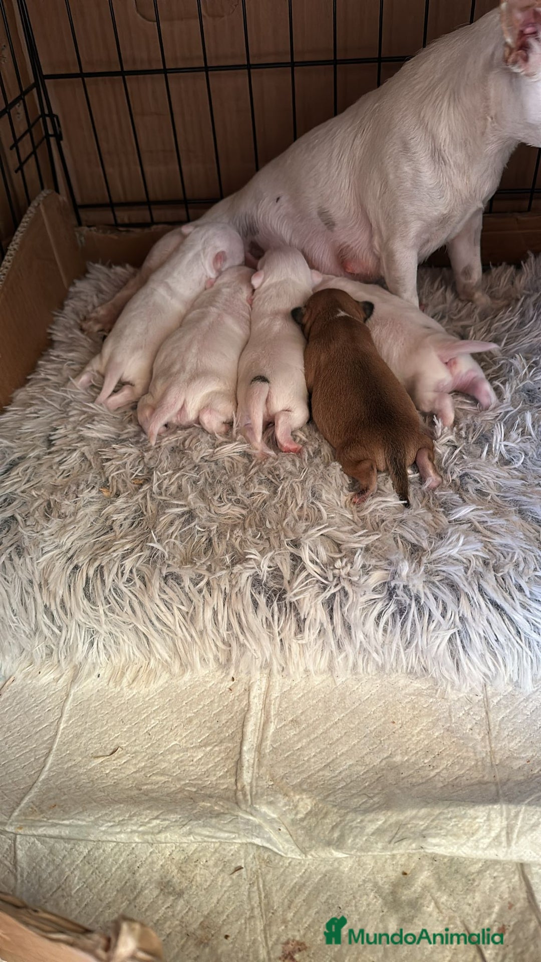Chihuahua perros en venta: CHIHUAHUA - Anuncio 9