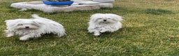 Bichón Maltés perros en venta: Bichón Maltes Toy en Madrid - Anuncio 4