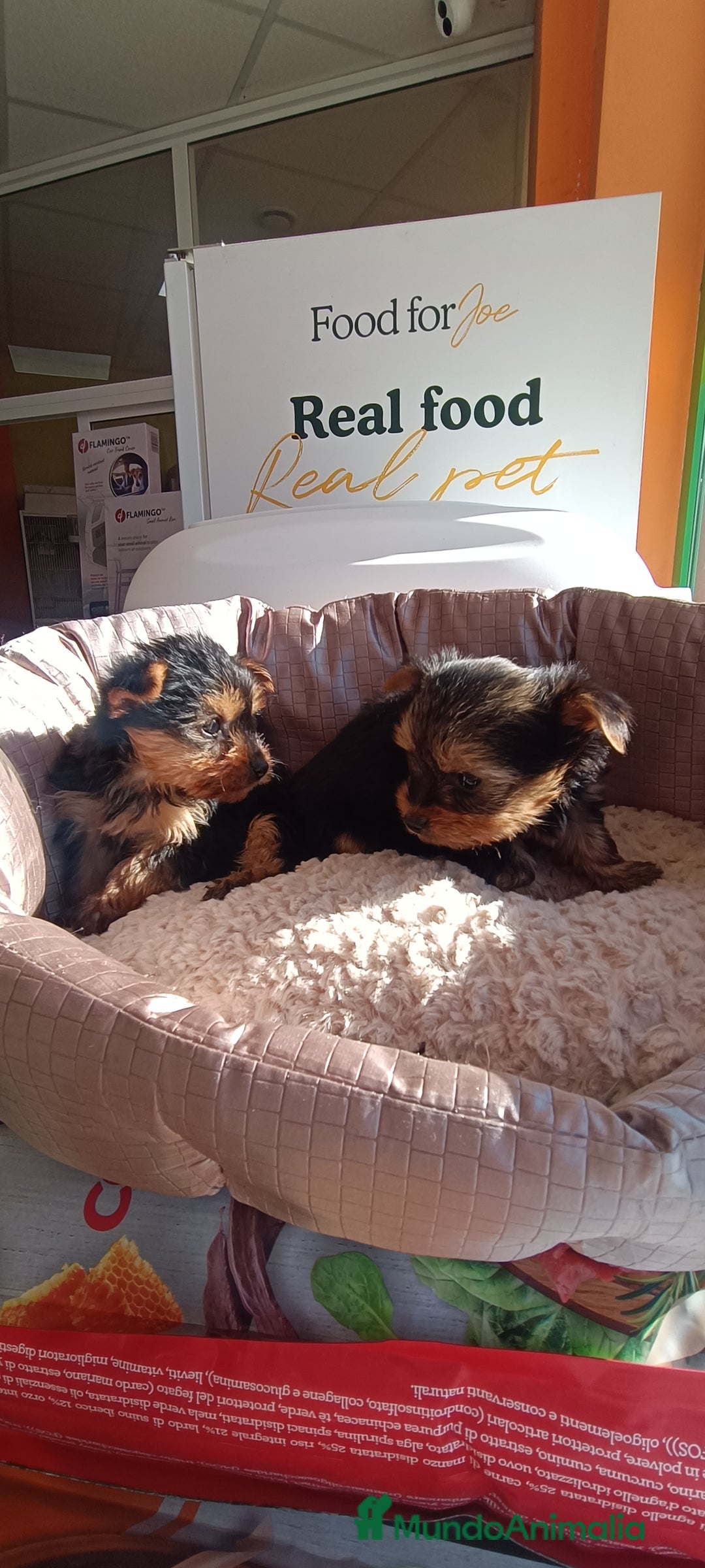 Yorkshire Terrier perros en venta: Cachorros de Yorkshire  - Anuncio 2