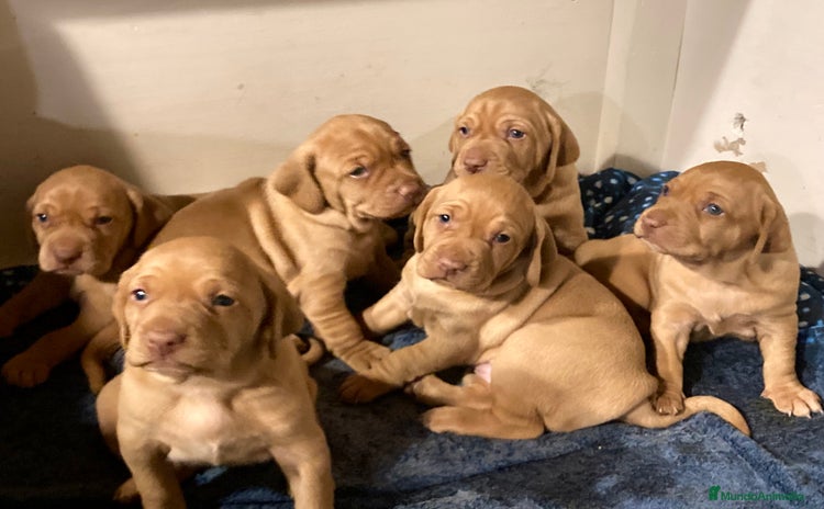 Braco Húngaro de Pelo Corto perros Cachorros de Braco Húngaro (Vizsla) — Criador aut. - Anuncio 12
