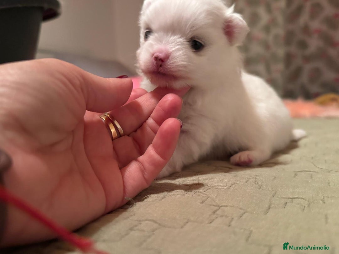 Pomchi perros en venta: Pomchi bebés disponibles - Anuncio 5