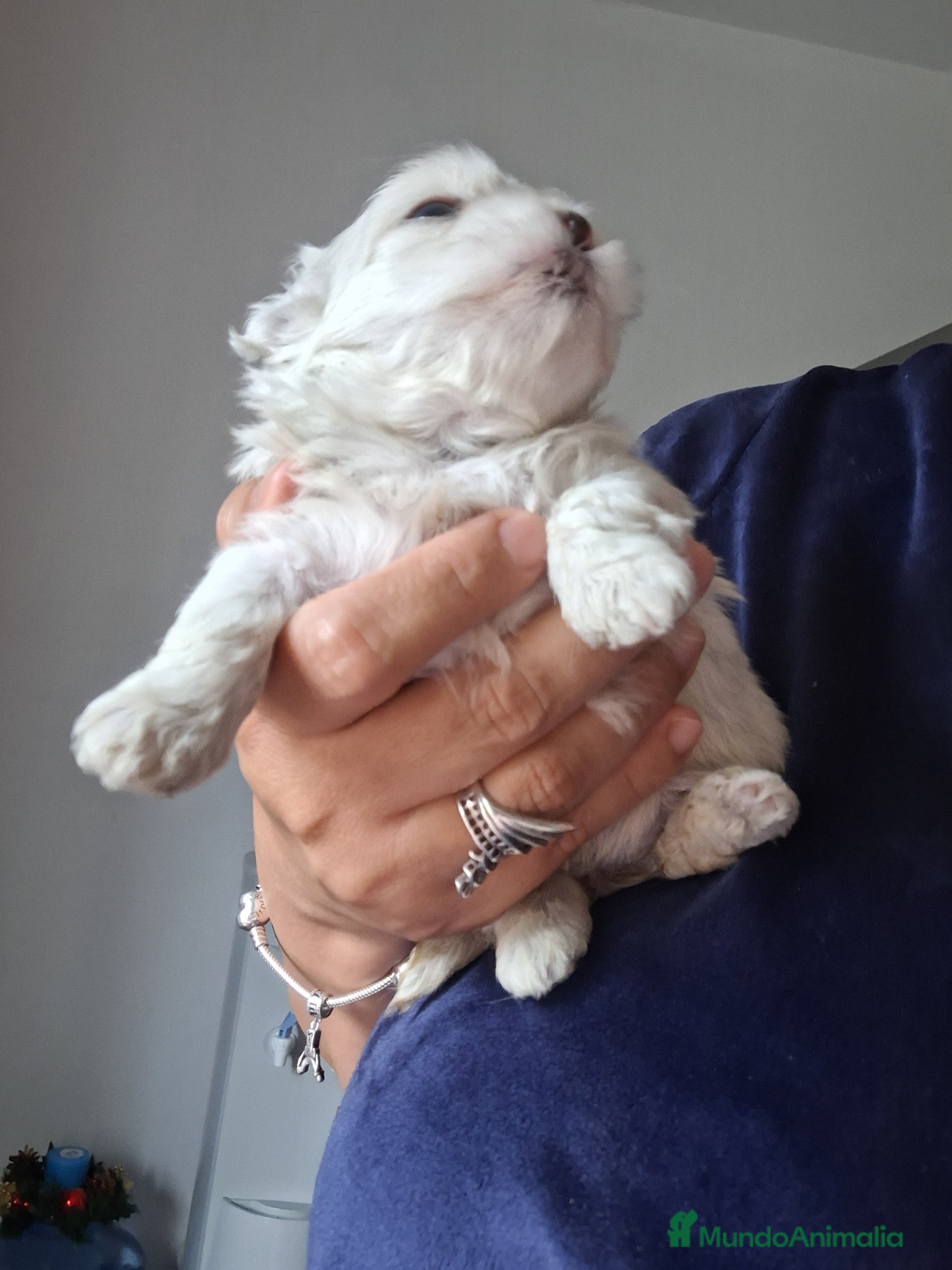 Bichón Maltés perros Bichón maltés  - Anuncio 2