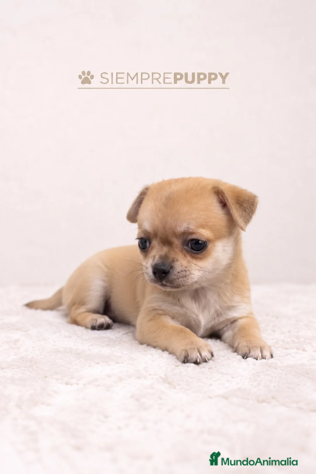 Chihuahua perros en venta: CHIHUAHUA TOY HEMBRITA - Anuncio 1