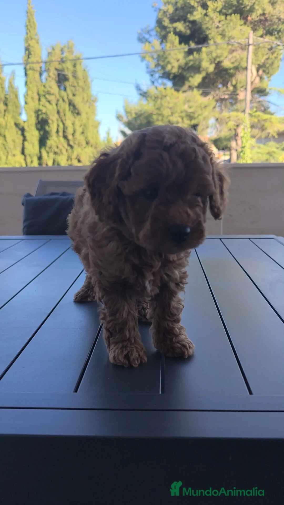 Caniche Toy perros en venta: 🐩 Caniche 🐩 ♂️♀️ - Anuncio 14