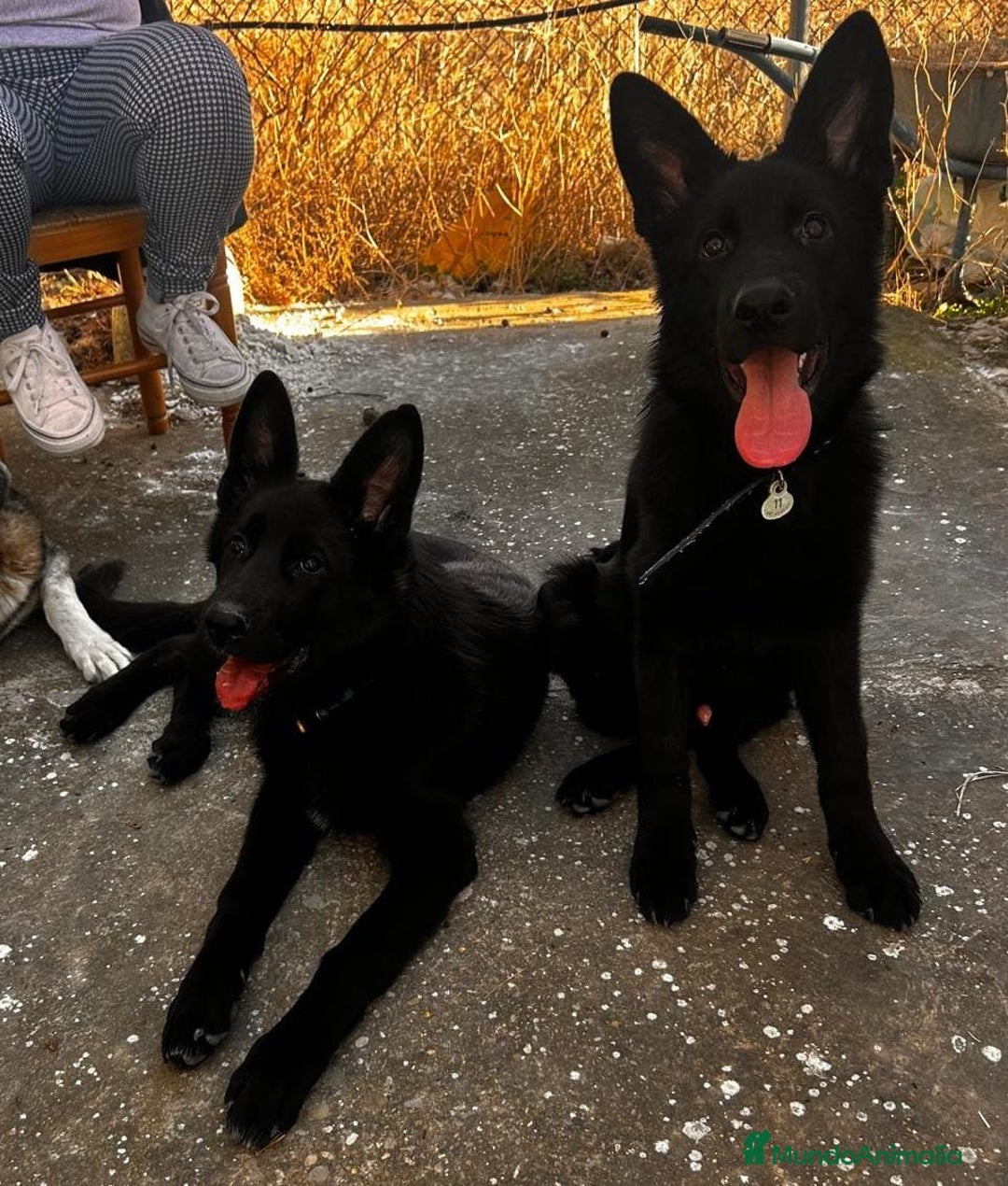 Pastor Alemán perros en venta: Negro solido - Anuncio 2
